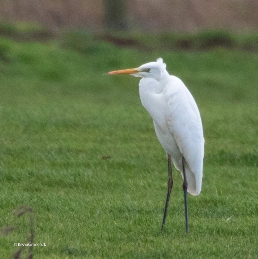  Great Egret Seamer Tip Pools © Kevin Groocock