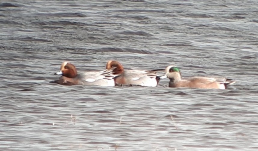  American Wigeon in the LDV © Jono Leadley