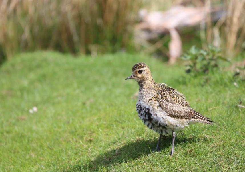  Female European Golden Plover © Richard Baines