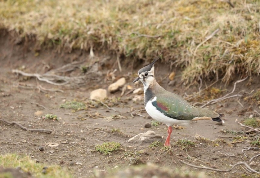  Northern Lapwing © Richard Baines