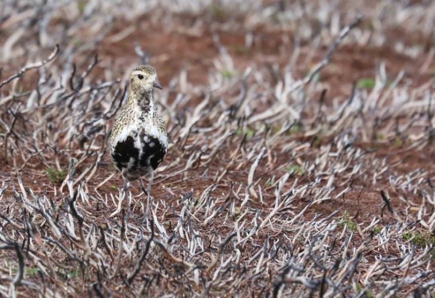  Male European Golden Plover © Richard Baines
