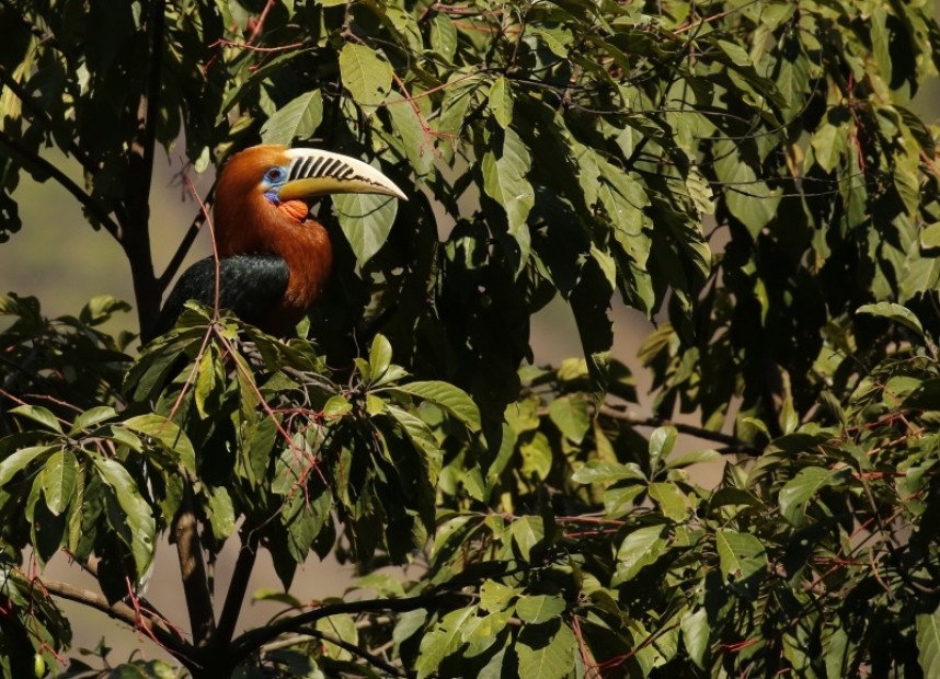  Rufous-necked Hornbill © Richard Baines