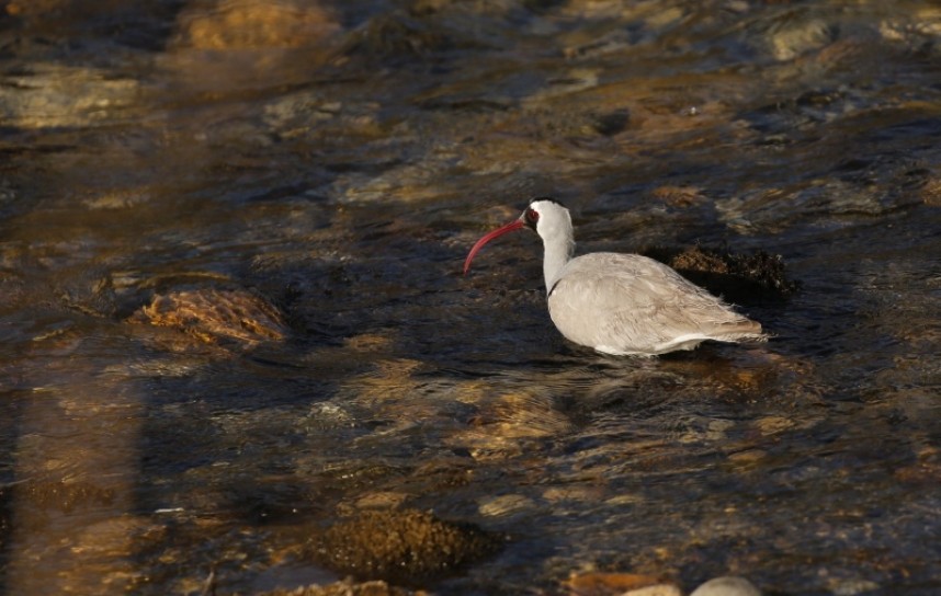  Ibisbill © Richard Baines