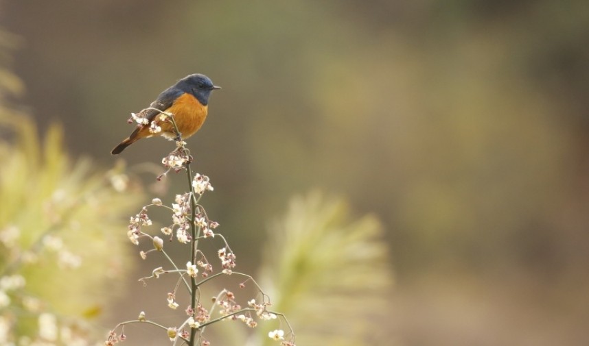  Blue-fronted Redstart © Richard Baines