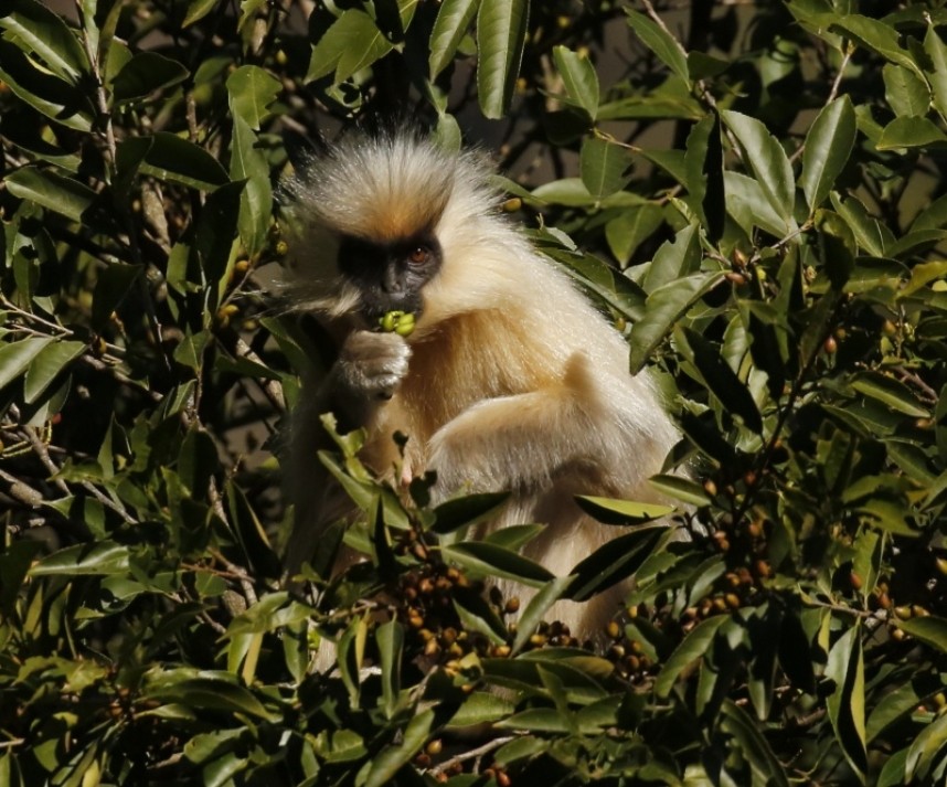  Golden Langur © Richard Baines