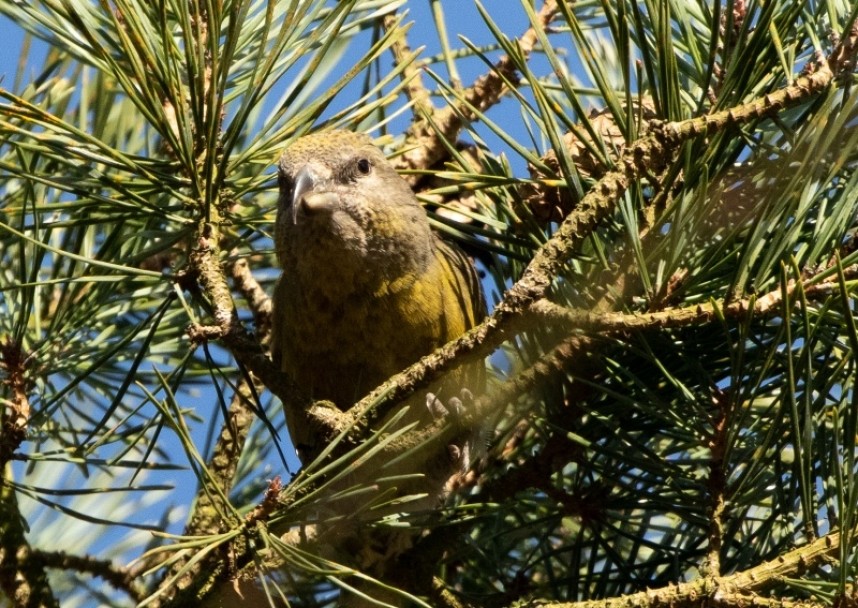  Female Common Crossbill in the Great Yorkshire Forest © Chrys Mellor