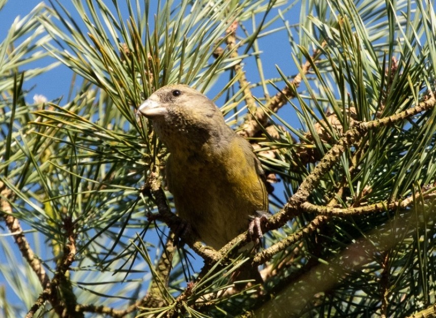 Female Common Crossbill in the Great Yorkshire Forest © Chrys Mellor