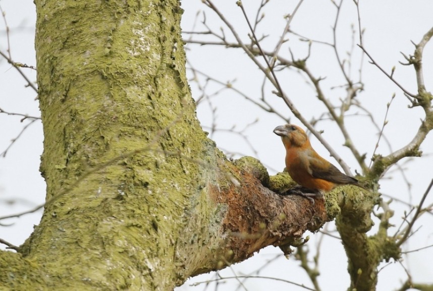  Male Common Crossbill in the Great Yorkshire Forest © Richard Baines
