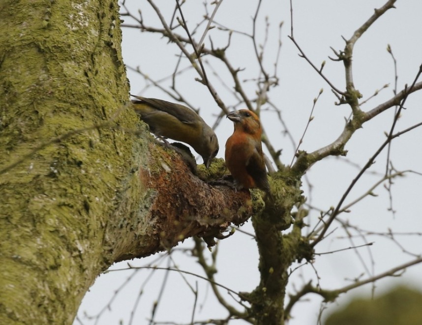  Male Common Crossbill in the Great Yorkshire Forest © Richard Baines