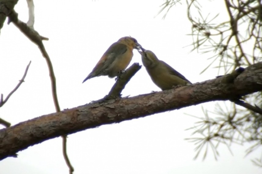  Male & Female Crossbills passing food. A phone-scope grab by Richard Baines and Barry in the Great Yorkshire Forest 