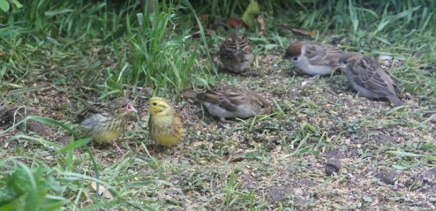  Yellowhammer feeding juvenile, House Sparrow & Tree Sparrow © Richard Baines