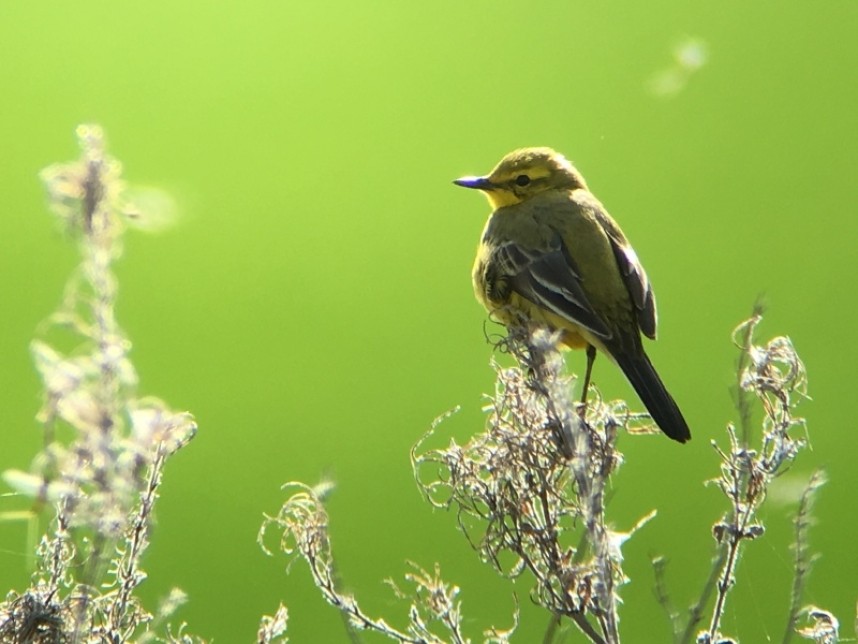 Yellow Wagtail (male) © Richard Baines