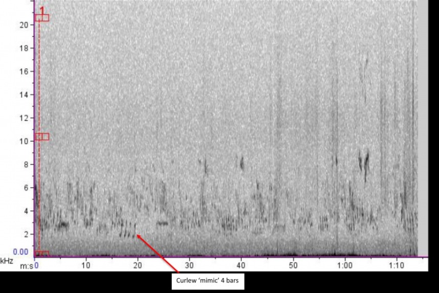  Song Thrush spectogram YCN & NT Sound Workshop 2 June 2019