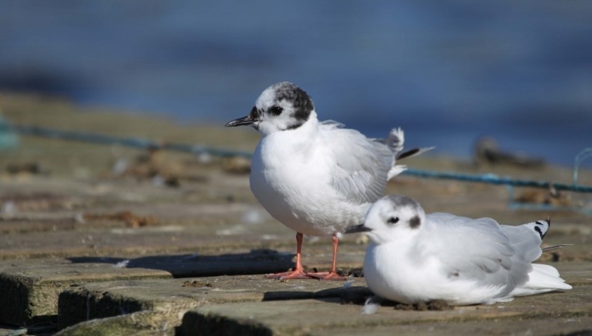  Little Gulls roosting on the boat pontoons © Richard Baines