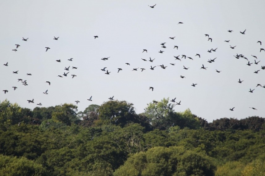  wildfowl over the Wassand Estate Woodland © Richard Baines