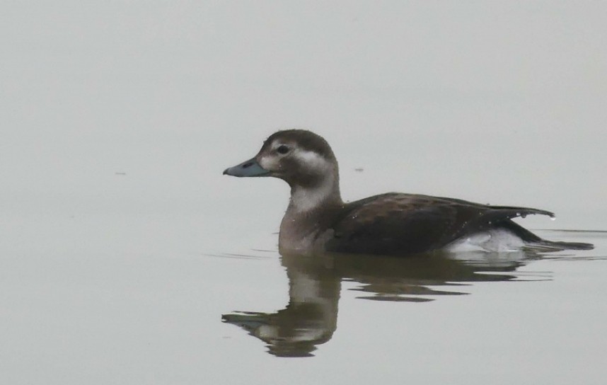  Long-tailed Duck Honsea Mere Nov 2019 © Margaret Boyd