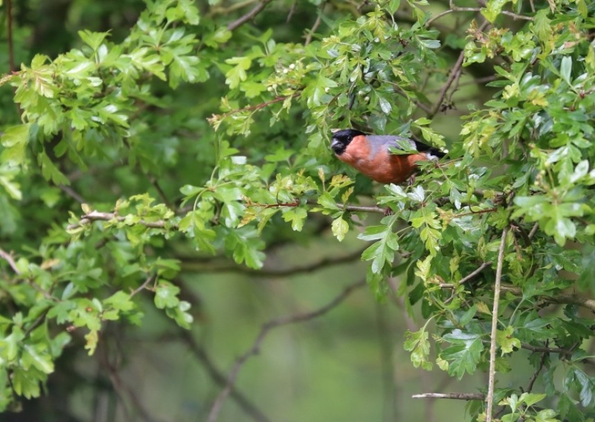  Bullfinch male © Richard Baines