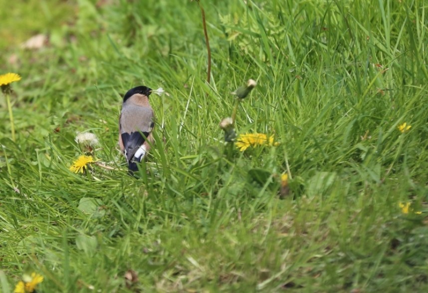  Bullfinch female © Richard Baines