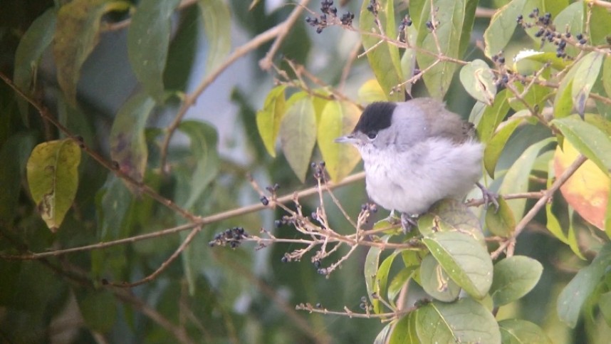  Blackcap male © Richard Baines