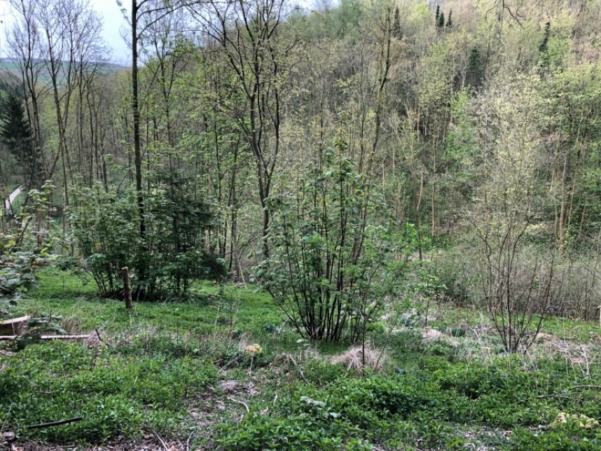  Millington Wood in spring © Richard Baines