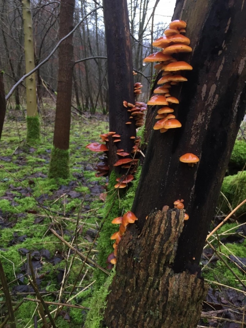  Amongst the dead wood in Millington Wood © Margaret Boyd