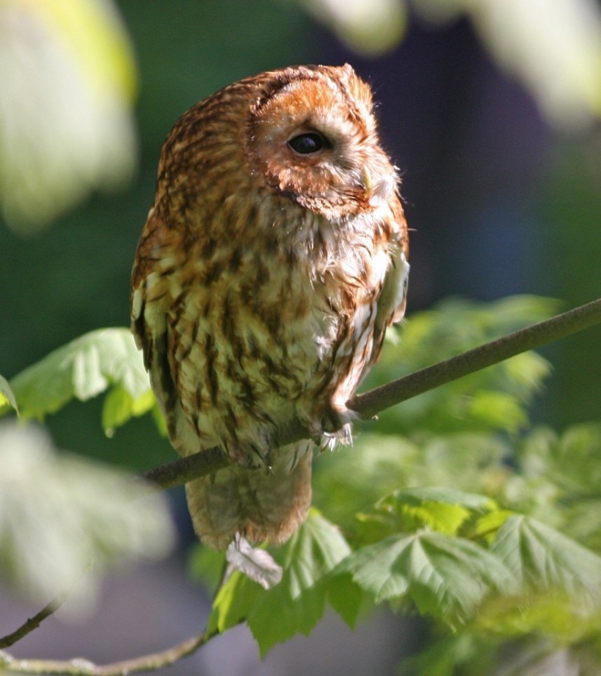  Tawny Owl © Mark Pearson