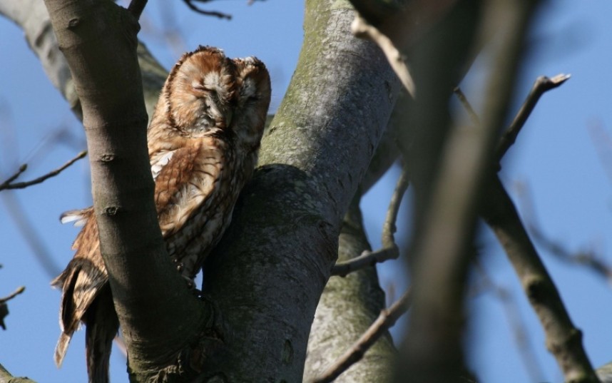  Tawny Owl © Richard Baines