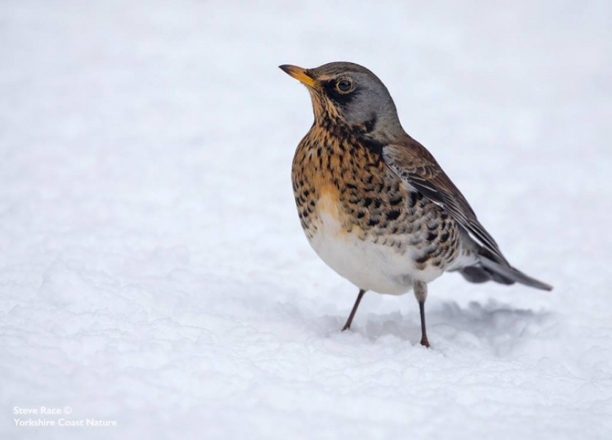  Fieldfare © Steve Race
