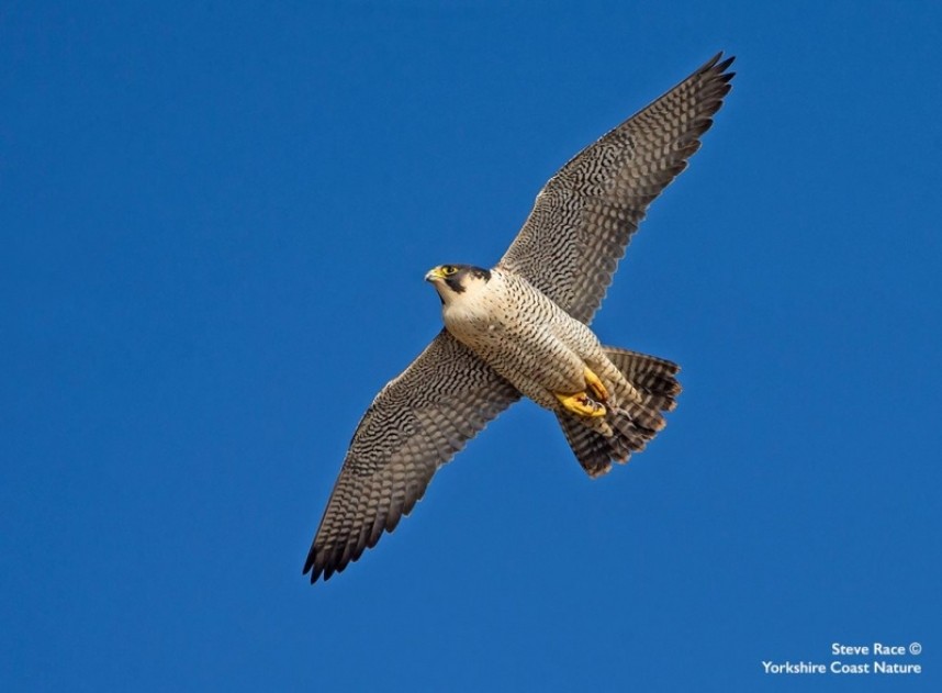  Peregrine © Steve Race