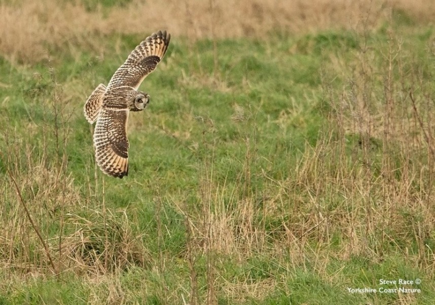  Short-eared Owl © Steve Race