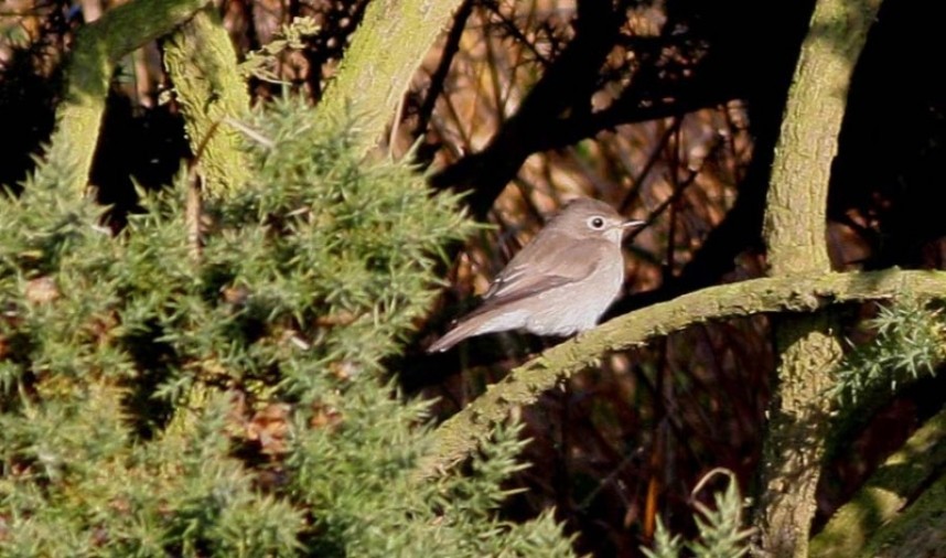  Asian Brown Flycatcher © Mark Pearson