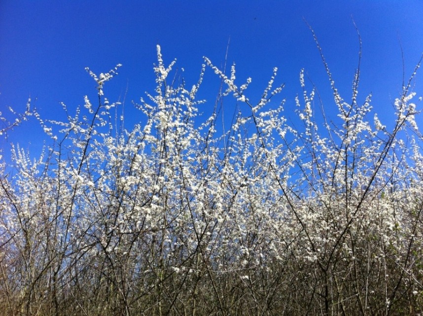  Blackthorn in flower © Jo Ruth