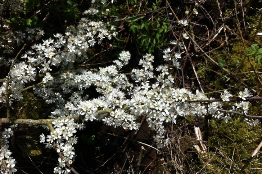  Blackthorn in flower © Jo Ruth