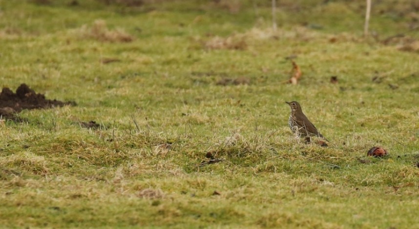  Song Thrush © Richard Baines