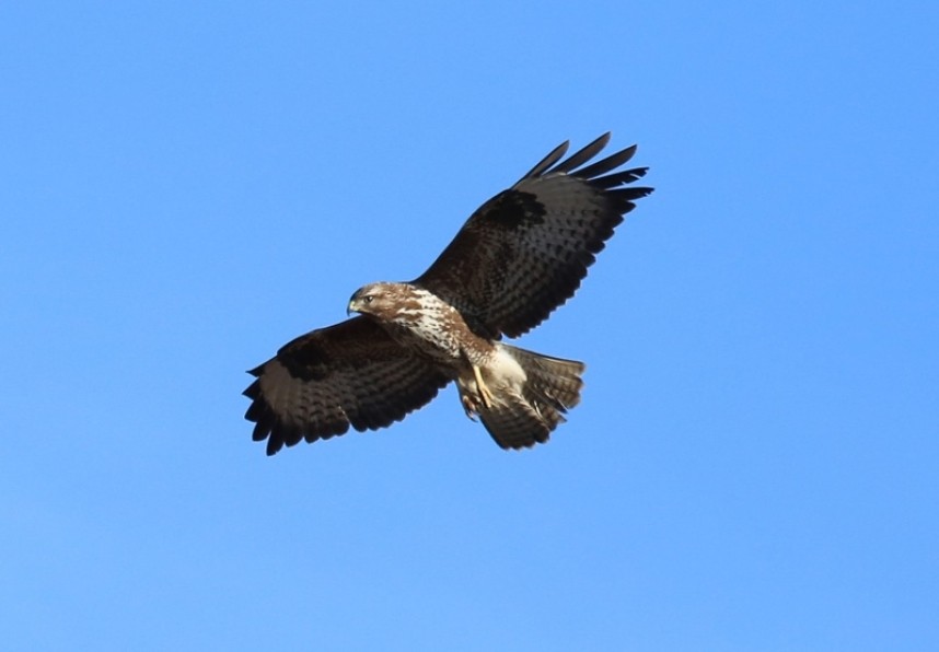  Common Buzzard © Richard Baines