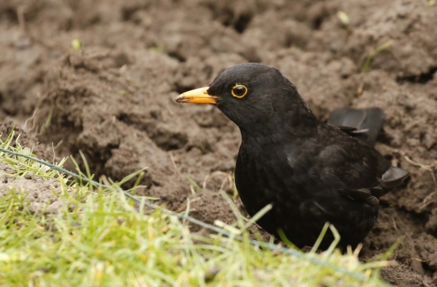  Common Blackbird © Richard Baines
