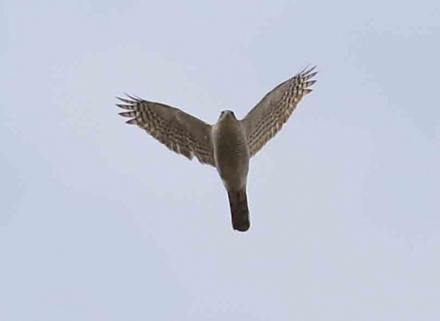  Eurasian Sparrowhawk displaying over Haxby, York © Richard Baines
