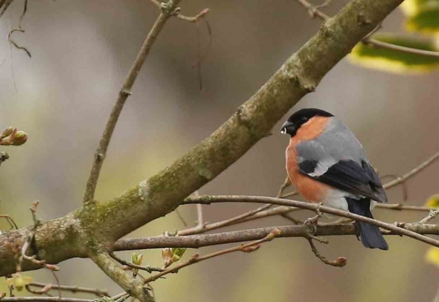  Male Eurasian Bullfinch © Richard Baines