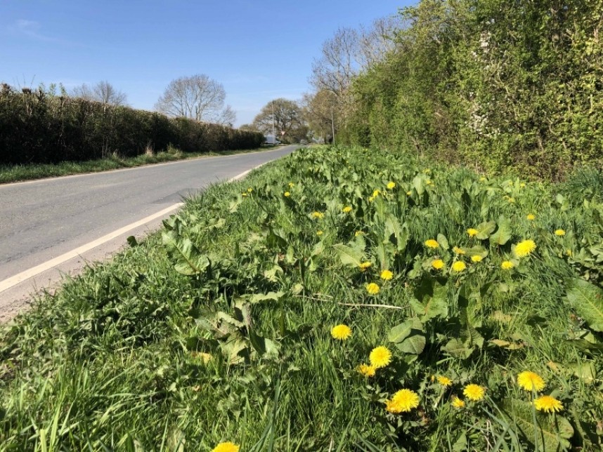  A wonderful grass verge full of colour and great wildlife habitat near Haxby on my walk © Richard Baines 
