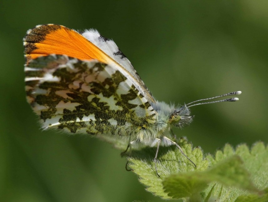  Male Orange Tip on nettle © Dan Lombard