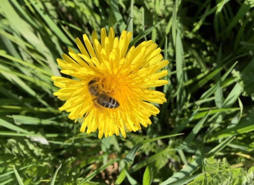  A Honey Bee takes pollen from the dandelion nectar © Richard Baines 