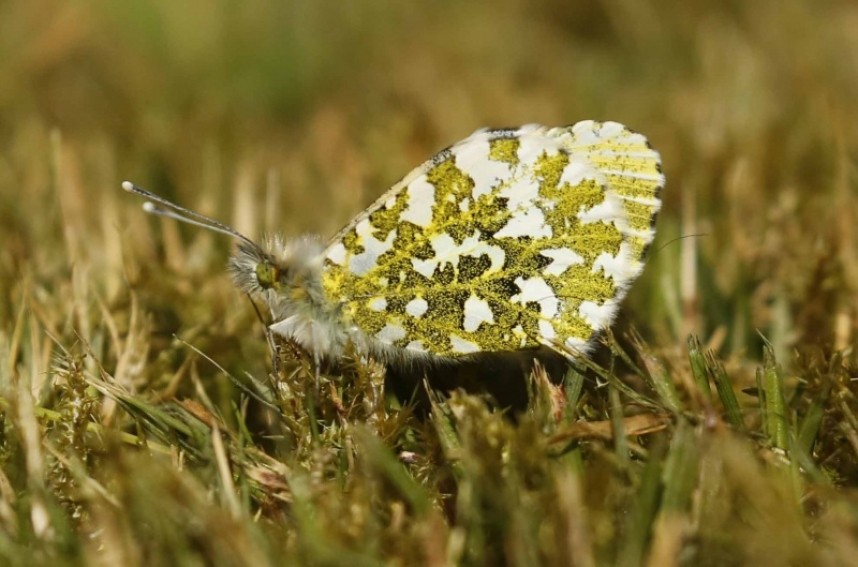  Female Orange Tip in my garden © Richard Baines 