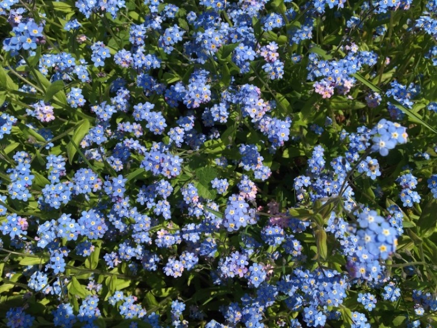  Forget-me-not flowering on the verge in profusion© Richard Baines 