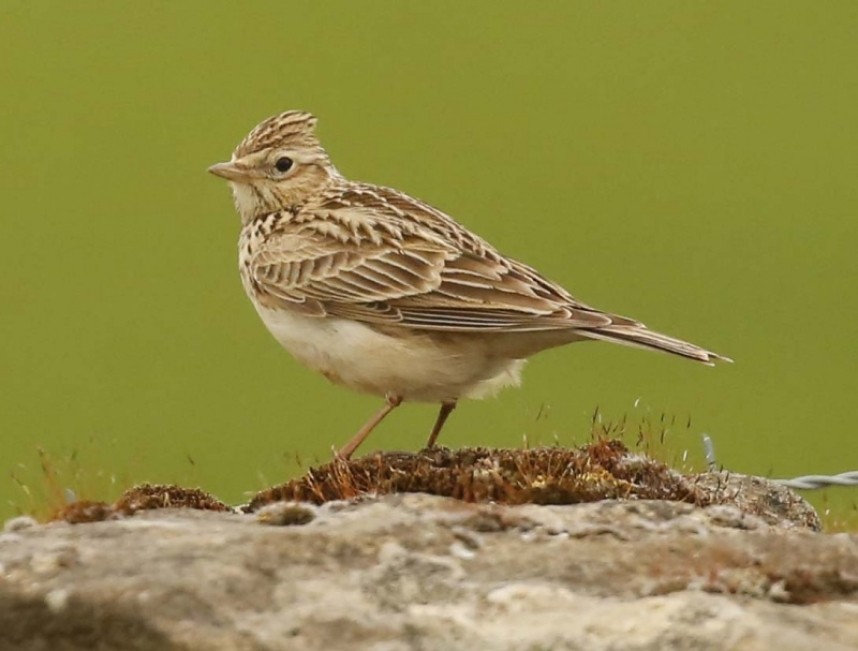  Eurasian Skylark © Richard Baines