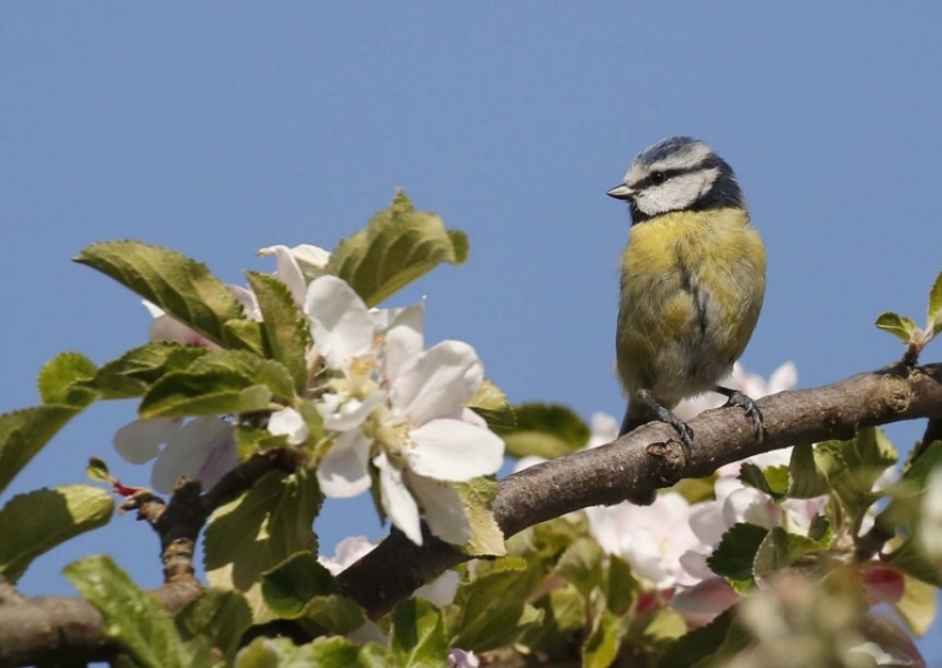  Eurasian Blue Tit © Richard Baines