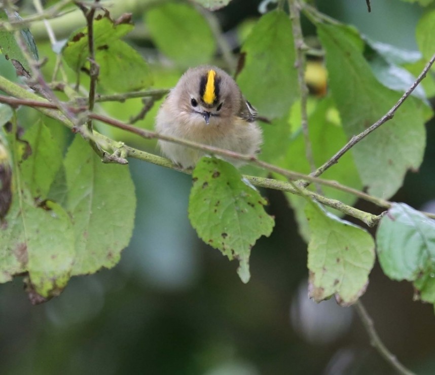  Goldcrest © Richard Baines Flamborough October 2005