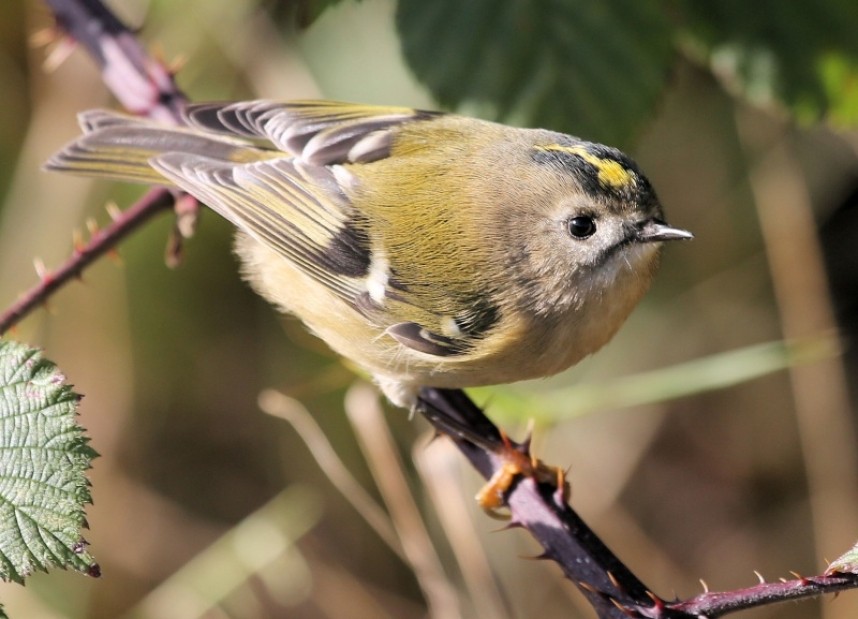  Goldcrest © Dan Lombard