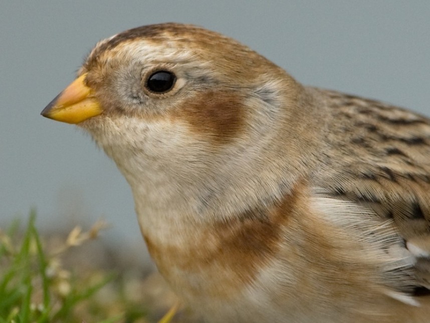 Snow Bunting North Yorkshire © Steve Race