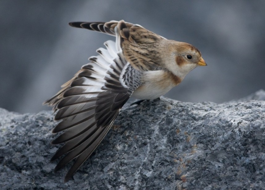  Snow Bunting © Steve Race