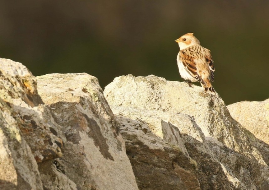  Snow Bunting newly arrived on Shetland 28-09-19 © Richard Baines